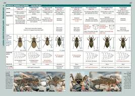 Dragonfly Larva Identification Guides Google Search