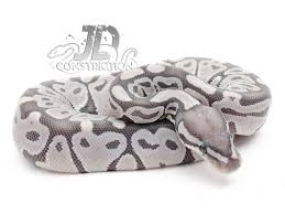 Axanthic Black And White Ball Python Morph Axanthic Ghost Snake Keeper Line Morph List World Of Ball Pythons Python Regius Ball Python Pet Snake