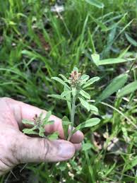 Image result for Cyphia gamopetala