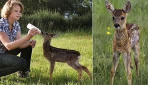 Resultado de imagem para BAMBI SE ALIMENTANDO