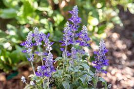 10 Popular Species Of Salvia Plants