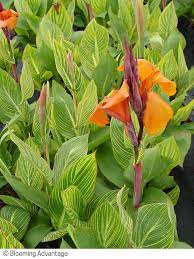 Canna Bengal Tiger In 2021 Canna Lily Canna Flower Urban Garden Design