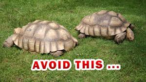 Mazuri tortoise diet is offered occasionally to. African Spurred Tortoise Food List Best And Worst Choices Known Pets
