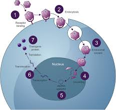 Image result for Blue 1998 AAV