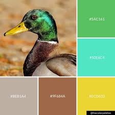Mallard Duck Color Palette Inspiration Great For Digital Art And Brand Colors Brand Colors Color Harmony Color