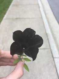 Late spring and early summer flowers are deep purple, maroon or white. This Black Flower Mildlyinteresting
