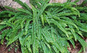 Image result for Asplenium