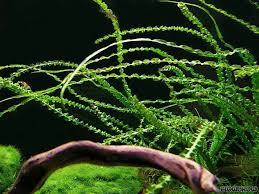 Image result for Crinum subcernuum