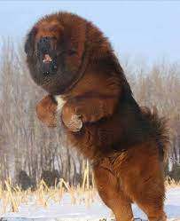 This still primitive dog breed was developed centuries ago in tibet. 9 Faszinierende Fakten Uber Tibetan Mastiffs Von Denen Ihr Noch Nie Gehort Habt