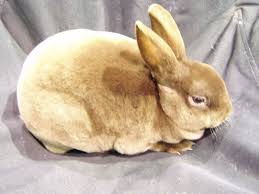 Full Color Chart For Mini Rex Mini Rex Rabbit Rex Rabbit