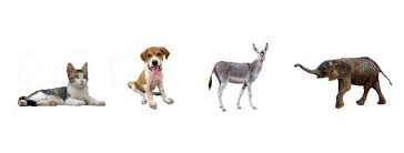 It is all about finding a good home for the abandoned animals we find in our cities of pakistan. Pakistan Animal Welfare Society Paws Home Facebook