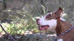 Interested in getting involved on the ranch? How To Volunteer At The Animal Shelter Video San Diego County News Center