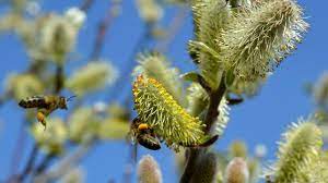 We did not find results for: Bee Friendly Plants For Every Season Friends Of The Earth