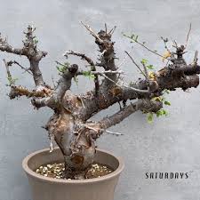 Image result for Commiphora