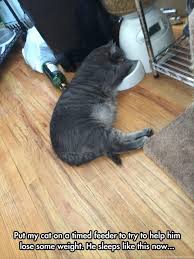 In fact, his head and his tail are on the petite side. Cat On A Diet Fun Cat Pictures