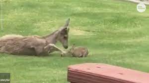 Playing Deer And Rabbit Look Like Disney S Bambi And Thumper