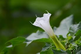 Image result for Datura stramonium