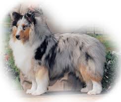 Minnesota, mn teacup breeders and rescue organizations. Kedios Shelties Breeder Of Quality Shetland Sheepdogs In Suburban Minneapolis St Paul Mn