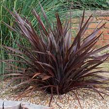 Full sun means plants that need direct, unfiltered sunlight for at least 6 hours a day. Using Architectural Plants In The Garden The Garden Glove