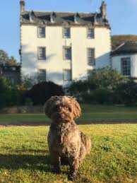 Our specialty at ashford manor labradoodles is the apricot. Innovation And Enterprise Blog June 2020