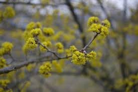 The Dubrule Diaries Cornus Mas In Bloom In Durham