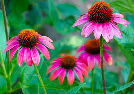 Across (12 cm), adorned with a central cone that. Perennial Of The Month Coneflower 16 Acres Garden Center