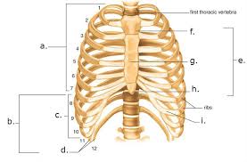The rib cage, shaped in a mild cone shape and more flexible than most bone sets, is made up of varying elements such as the thoracic vertebra, 12 equally paired ribs, costal cartilage, and held together anteriorly by the sternum. Rib Cage Diagram Quizlet