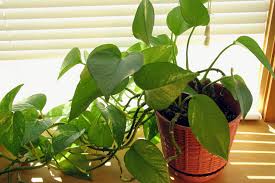 Houseplants add colour, life and beauty into our homes, but did you know that some of our favourites can be toxic if ingested? 10 Household Plants That Are Dangerous To Dogs And Cats