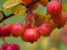 Evergreen tree often used in holiday decorations; Malus Evereste Bbc Gardeners World Magazine