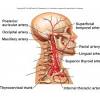 An artery (plural arteries) (from greek ἀρτηρία (artēria) 'windpipe, artery') is a blood vessel that takes blood away from the heart to one or more parts of the body (tissues, lungs, brain etc.). 1