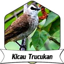 Karakter dan sifat burung trucukan, cara memilih burung trucukan, cara merawat burung trucukan, cara memaster burung burung trucukan adalah keluarga dekat burung cucak rawa. Suara Burung Trucukan 1000 Kicau Apk 1 0 Download Apk Latest Version
