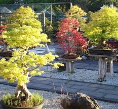 Bonsai trees make wonderful, unique and unusual gifts. Bonsai Trees Herons Bonsai Trees Online Indoor Bonsai And Outdoor Bonsai Uk Next Day Delivery