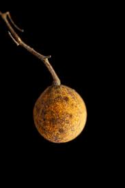 Image result for Landolphia kirkii