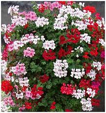 Pelargoniums, commonly known as geraniums, are a large group of mostly evergreen and tender perennials used as bedding or houseplants. Pelargonium Peltatum F2 Mixed Premier Seeds Direct