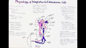 Image result for Delayed Transition from Fetal Circulation