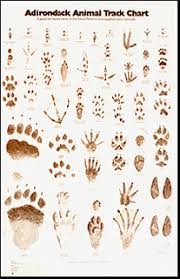 Animal Track Chart Adirondrack Art Animal Tracks Animals Adirondack Decor