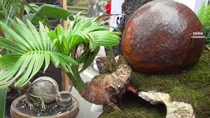 Bonsai Kelapa Unik Semarapura Bali Youtube
