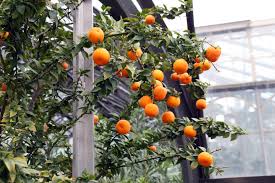 Image result for Citrus × aurantium