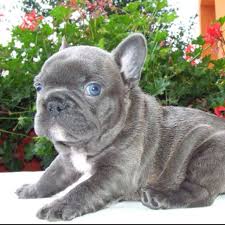 French Bulldog Black And Blue Eyes Grey Blue Eyed Frenchie Susseste Haustiere Ausgestopftes Tier Franzosische Bulldog Blau
