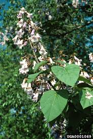 Paulownia witches' broom (pwb) is the main disease found in p. Plant Details Tennessee Invasive Plant Council