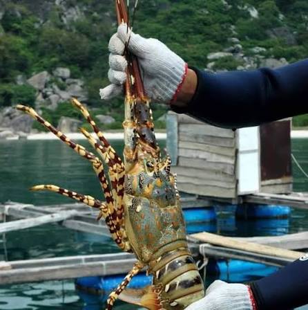 Tôm hùm Sông Cầu Phú Yên – Đặc sản trứ danh vùng Vịnh Xuân Đài