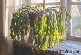 With a little information and care, you can keep these beautiful plants thriving year after year. Christmas Cactus Problems And How To Fix Them Christmas Cactus Propagation Christmas Cactus Plant Christmas Cactus