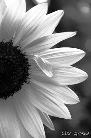 Black And White Sunflower Pictures Sunflower In Black White By Lisa Groene With Images Beautiful Flowers Wallpapers Black And White Pictures Dark Wallpaper