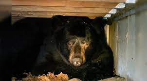 Bear Found Hibernating Under Couple's Porch Deck
