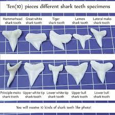 It is most visible in the juveniles, but it fades with maturity. Ten 10 3 4inch Hammerhead White Tip Lemon Shark Tooth Tiger Bull Great Specimen Ebay