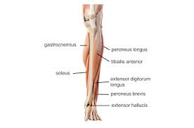 There are four muscles in the anterior compartment of the leg. Leg Knee Anatomy