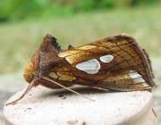 Image result for Plusia putnami