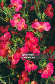 Image result for Goodeniaceae