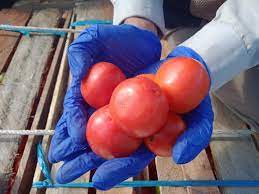 Viralnya kaltara mulai dari sini media. Badan Karantina Pertanian