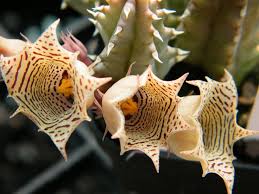 Image result for Huernia longituba